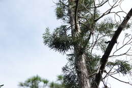 صورة Juniperus barbadensis L.
