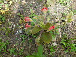 Imagem de Kohleria amabilis (Planch. & Linden) Fritsch