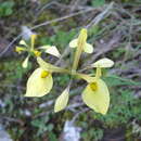 Plancia ëd Moraea thomasiae Goldblatt