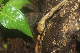 Image of Blunt-head Slug Snake