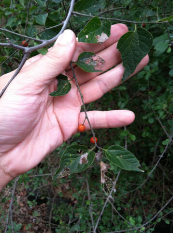 Celtis laevigata Willd.的圖片