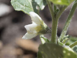 Image de Leucophysalis nana (A. Gray) Averett