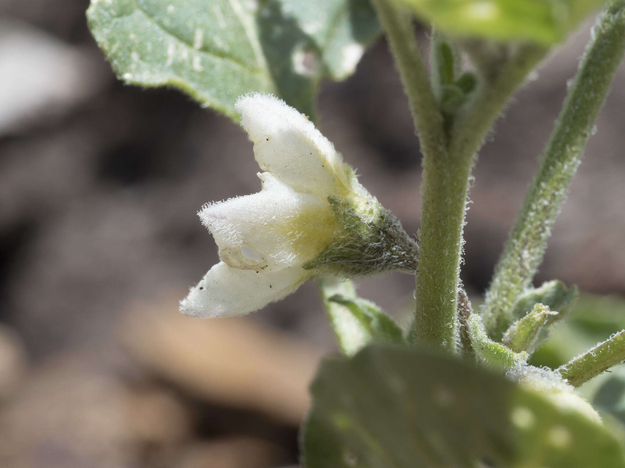 Image de Leucophysalis nana (A. Gray) Averett