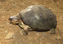 Image of Yellowbelly Mud Turtle