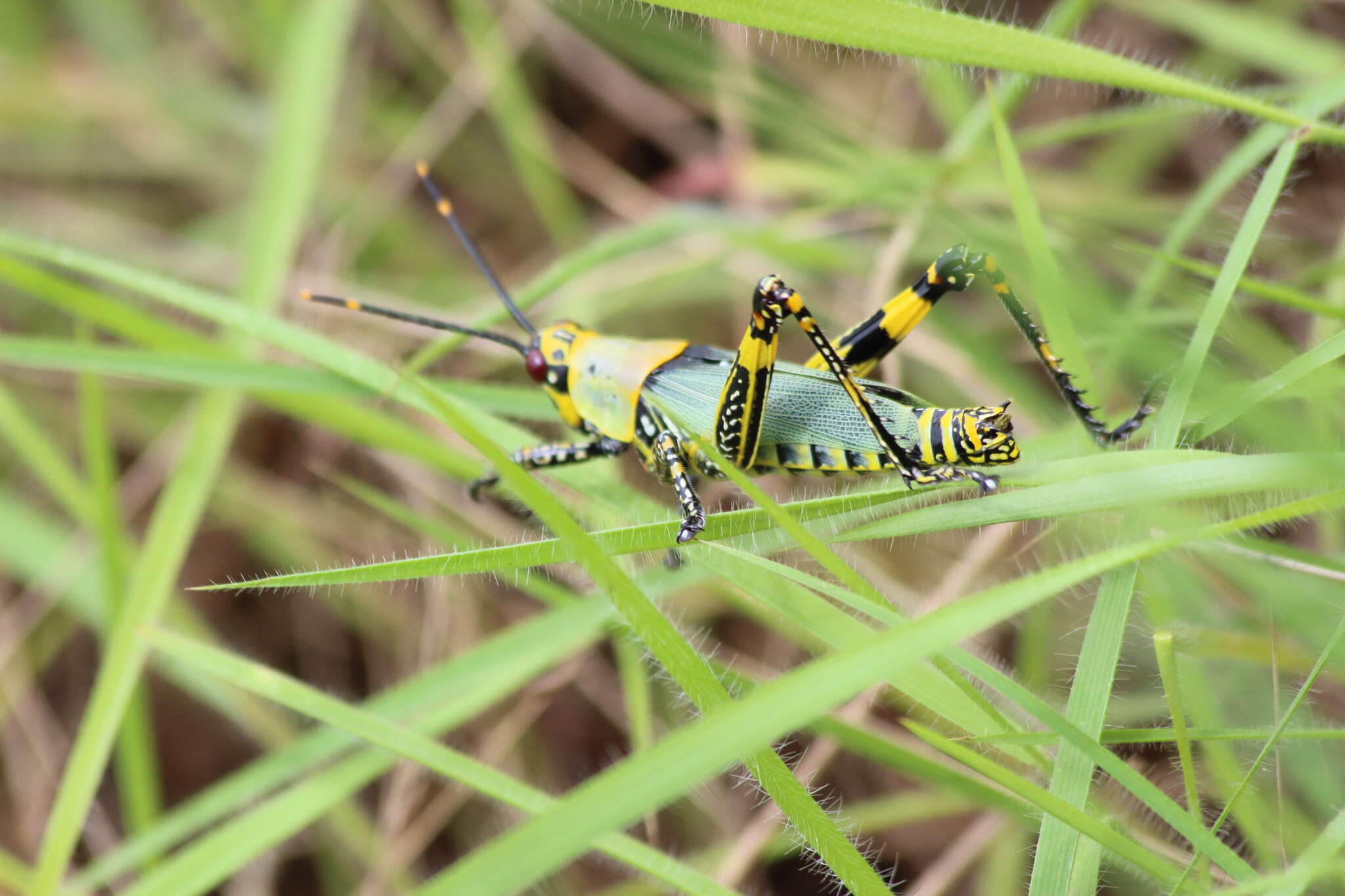 Image of Variegated grasshopper