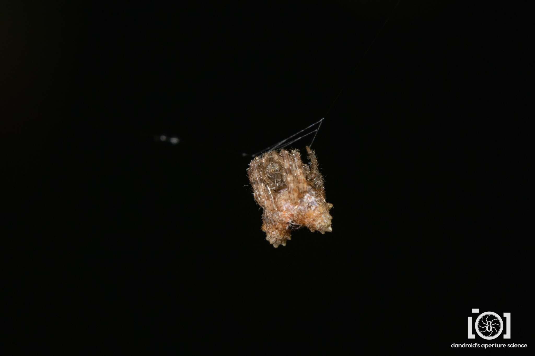 Image of Pale Frilled Orbweaver