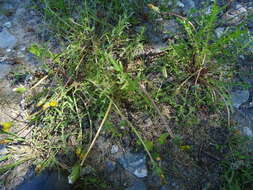 Image of Taraxacum scariosum (Tausch) Kirschner