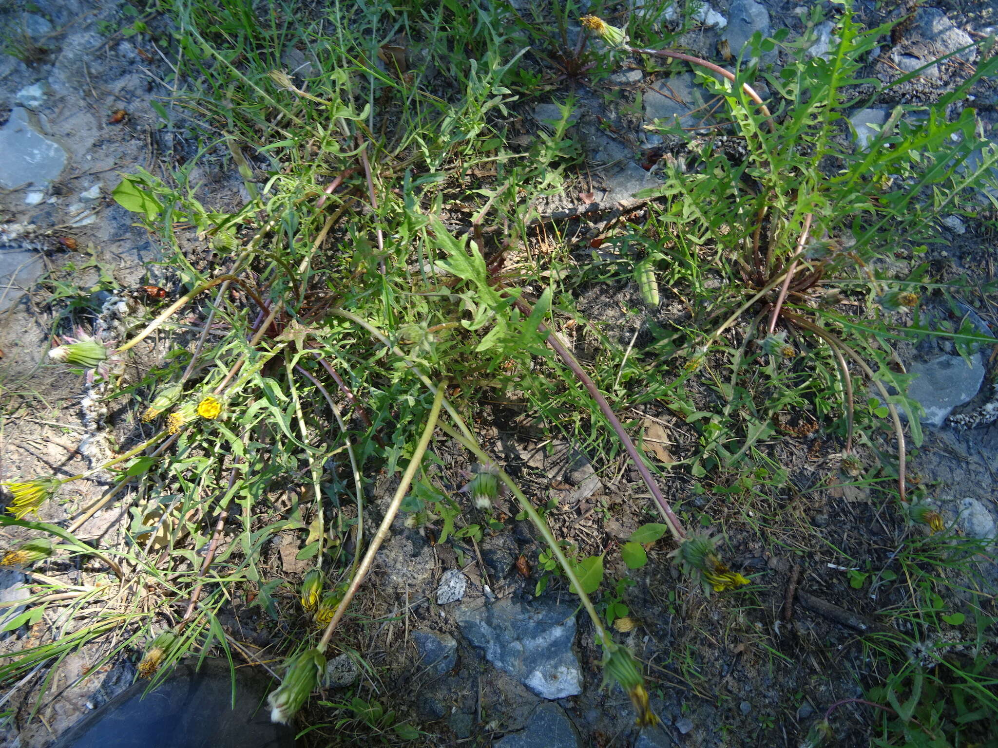 Plancia ëd Taraxacum scariosum (Tausch) Kirschner