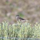 Image of Agriornis montanus solitarius Sclater & PL 1859