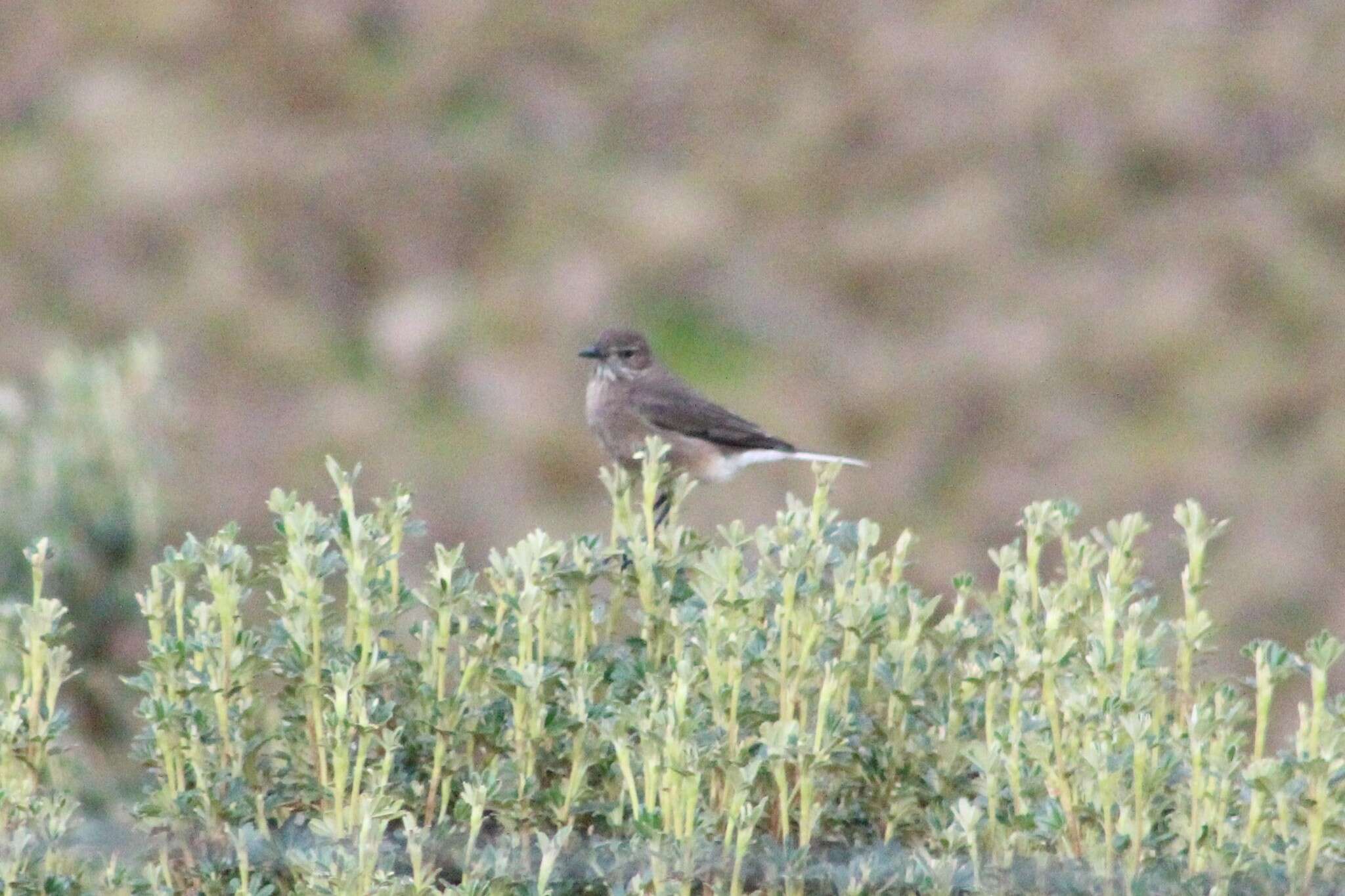 Image of Agriornis montanus solitarius Sclater & PL 1859