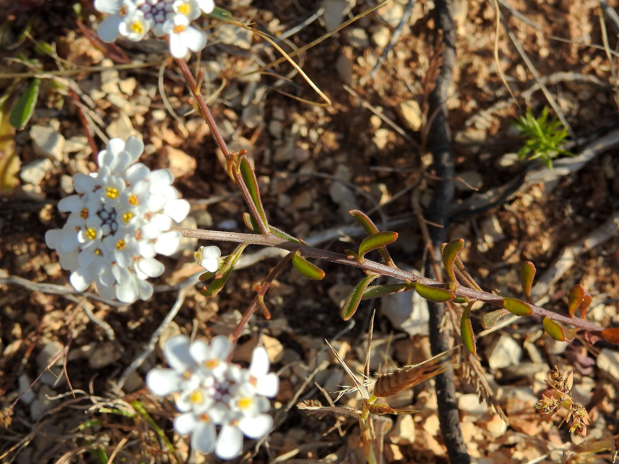 Image of Iberis procumbens subsp. microcarpa Franco & P. Silva