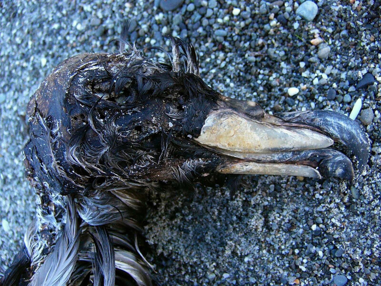 Image of Westland Black Petrel