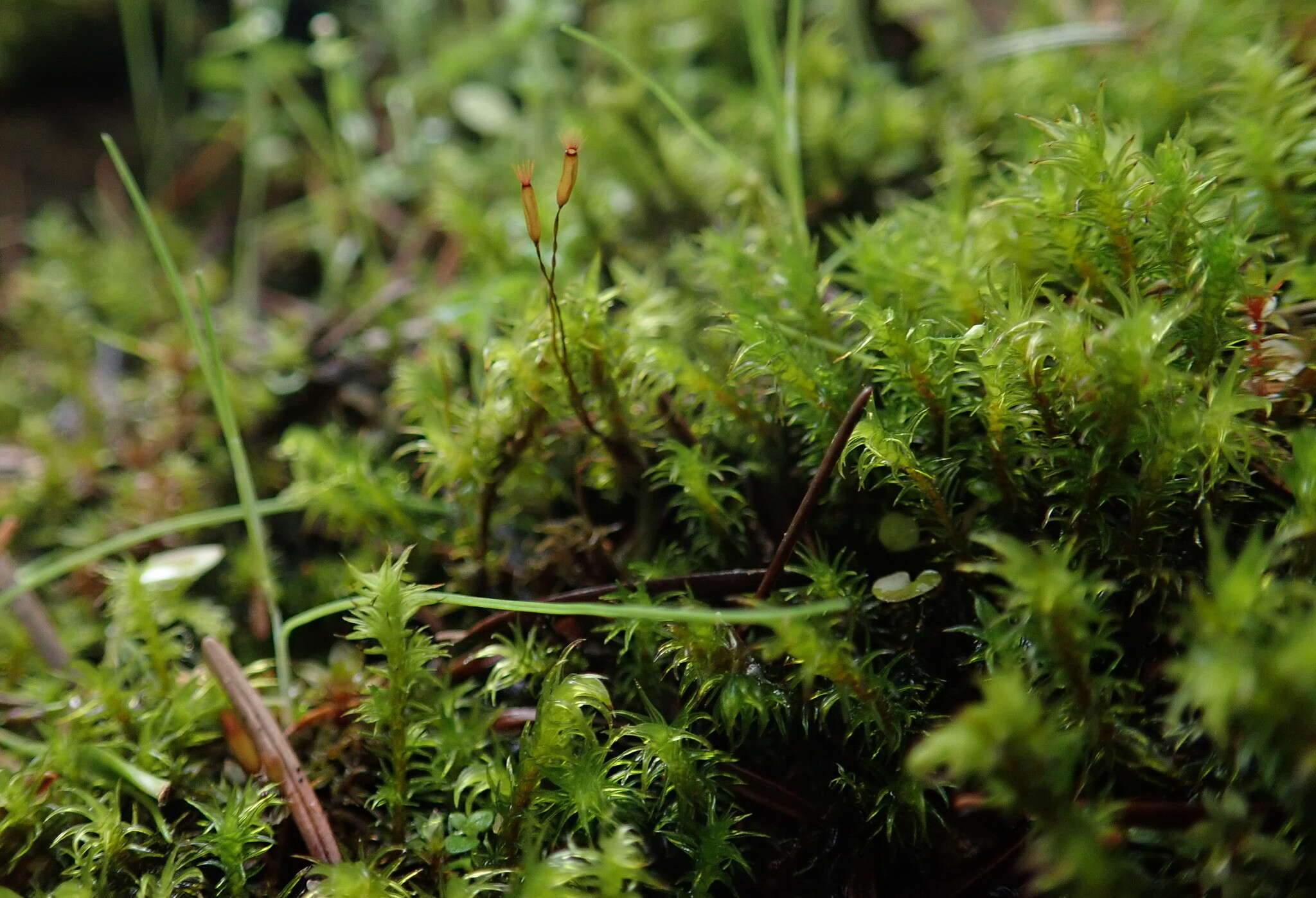 Image of racomitrium moss