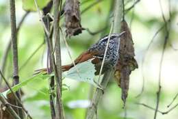 Image of Rufous-tailed Antbird