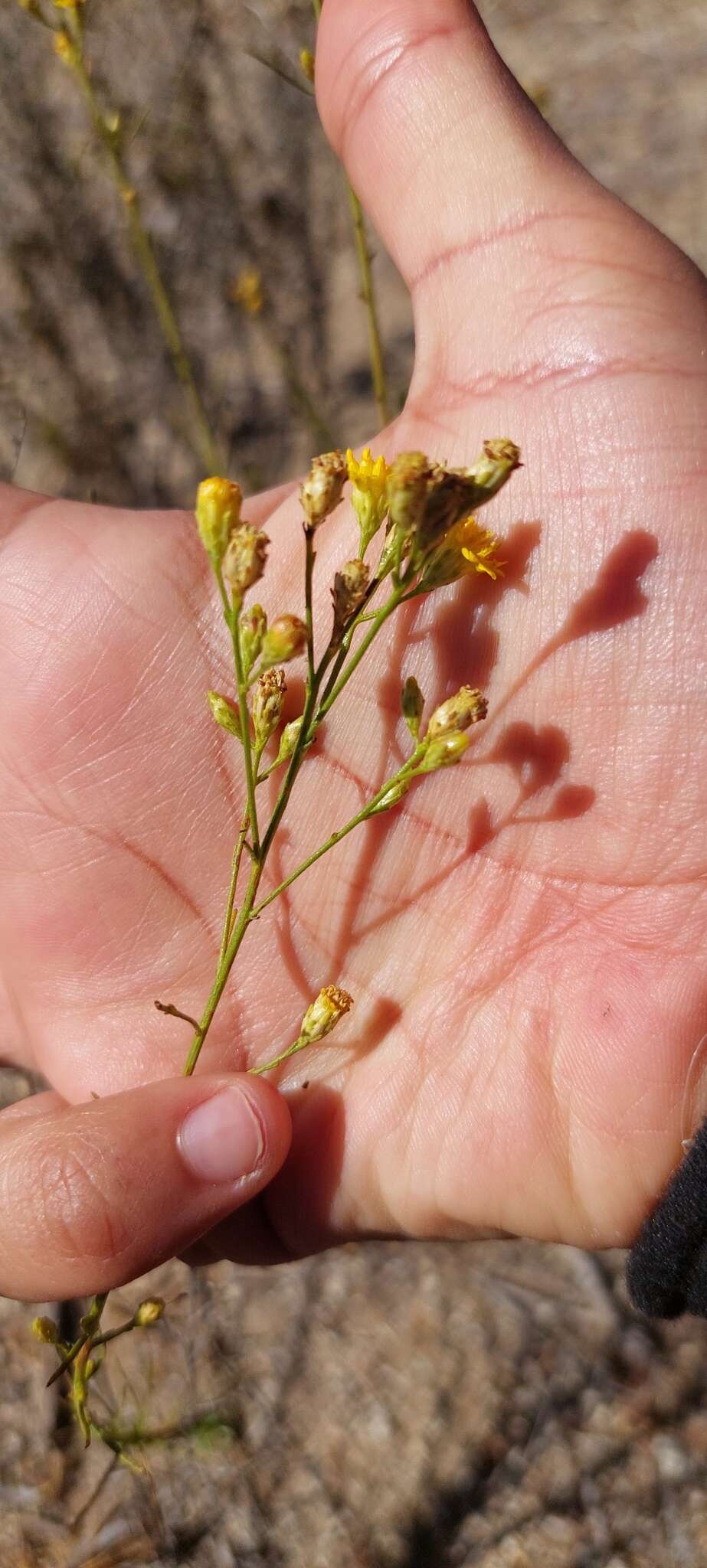 Image of Gutierrezia resinosa (Hook. & Arn.) Blake