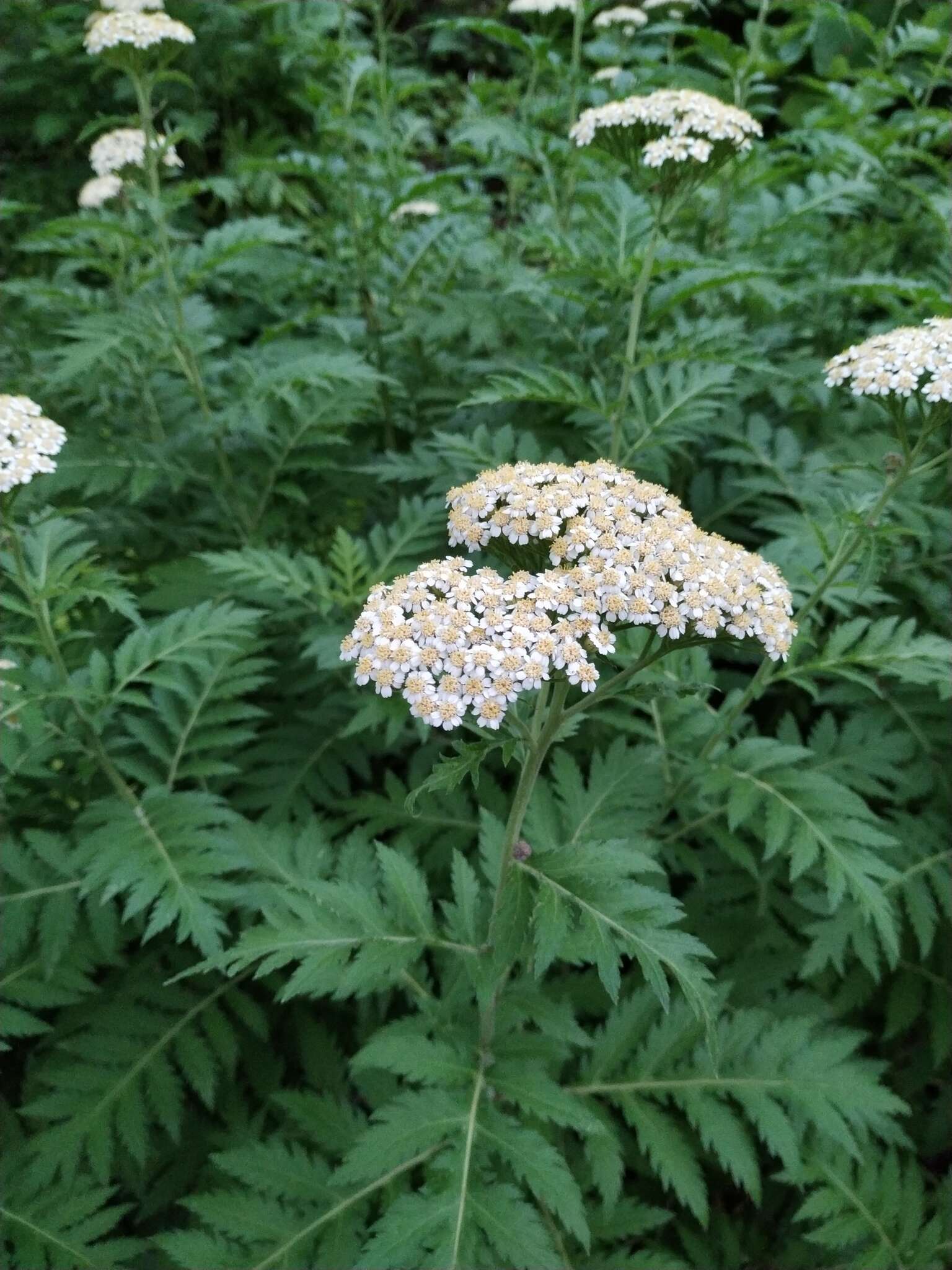 Image of Tanacetum macrophyllum (Waldst. & Kit.) Sch. Bip.