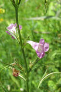 Image of Agalinis communis (Cham. & Schltdl.) W. G. D' Arcy