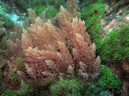 Image of Red asparagus algae