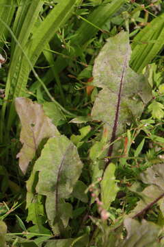 Image of Podosphaera erigerontis-canadensis (Lév.) U. Braun & T. Z. Liu 2010