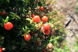 Image of Christmas berry