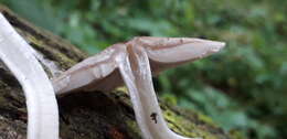 Coprinopsis melanthina (Fr.) Örstadius & E. Larss. 2015 resmi