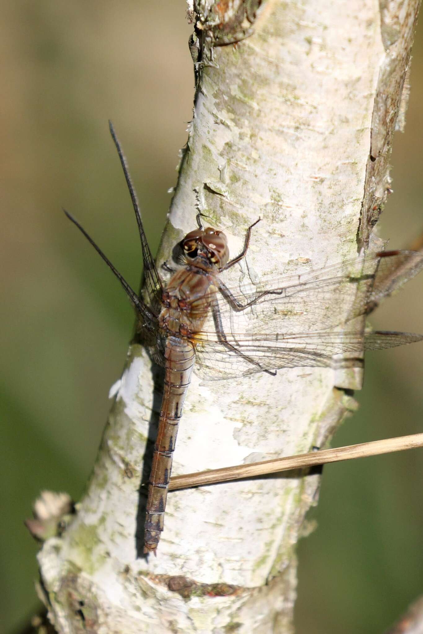 Image of Common Darter