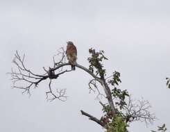 Image of Red-shouldered Hawk