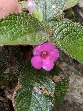 Image of Chrysothemis melittifolia