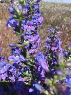 Image de Penstemon acuminatus Dougl.