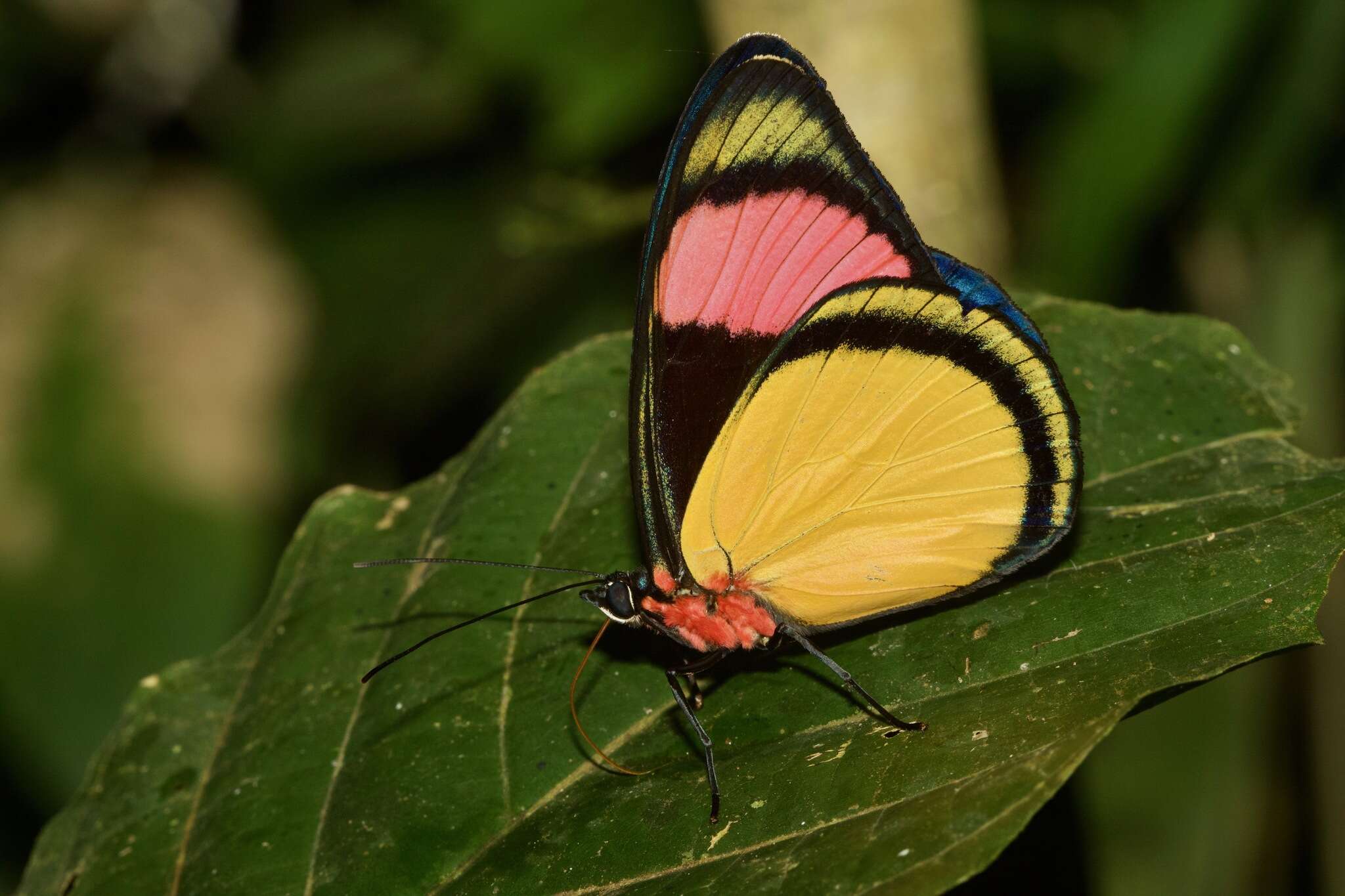 Imagem de Batesia hypochlora Felder 1862