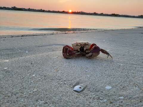 Image of swamp ghost crab