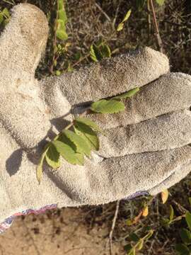 Image of Sicilian sumac