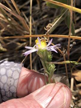 صورة Symphyotrichum defoliatum (Parish) G. L. Nesom