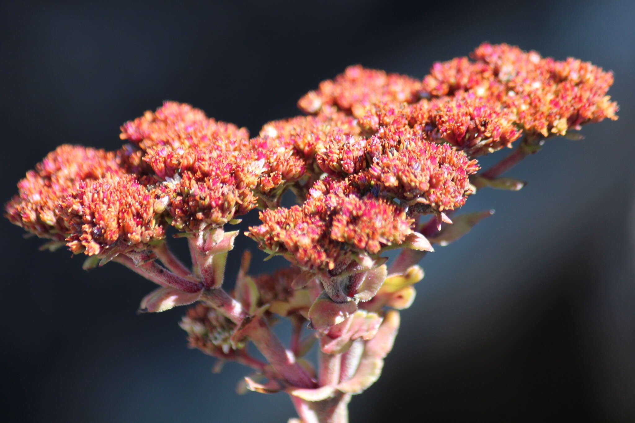 Image of Crassula natalensis Schönl.