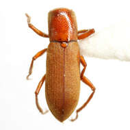 Image of Comal Springs Dryopid Beetle