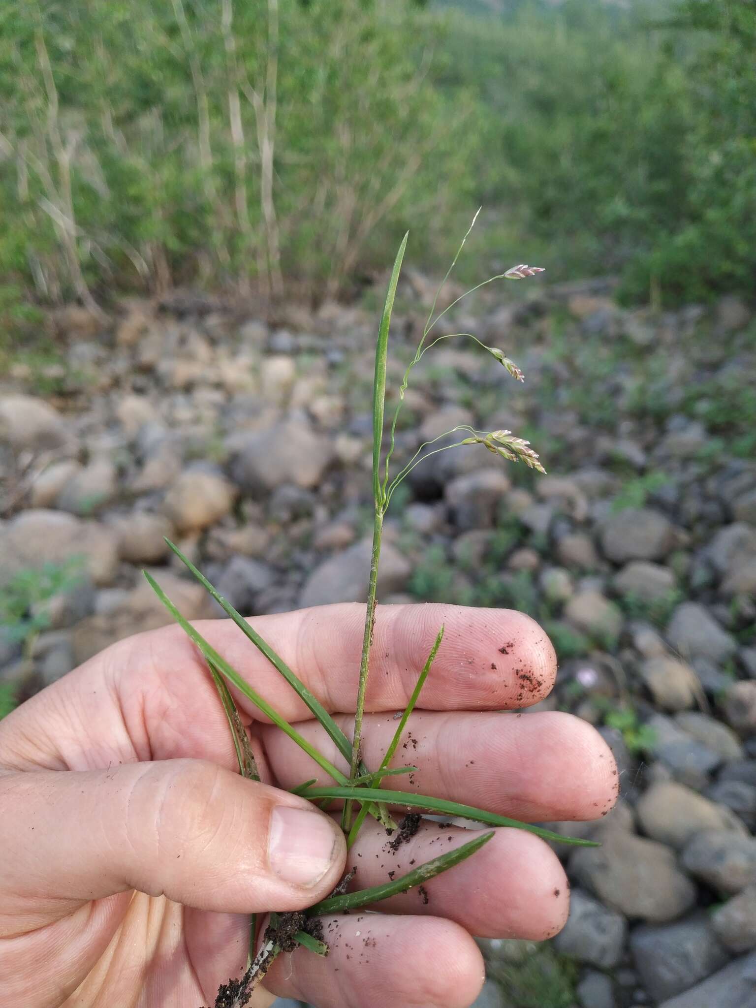 Image of Alaska bluegrass