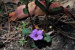 Image of Brunoniella pumilio (R. Br.) Bremek.