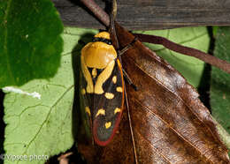 Image of Phymatostetha rufolimbata Schmidt 1910