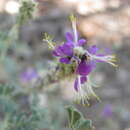 Plancia ëd Dalea lanata var. lanata