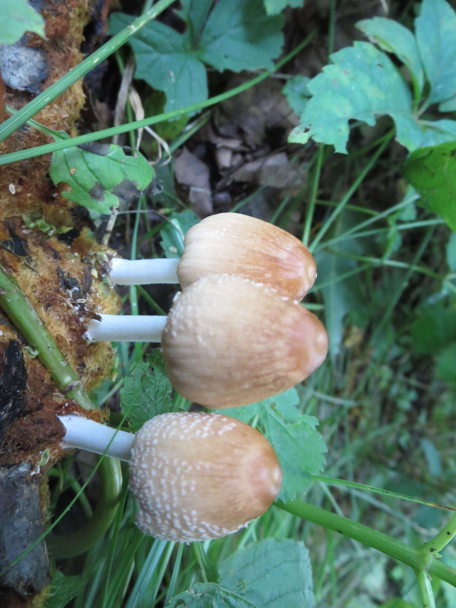 Coprinellus domesticus (Bolton) Vilgalys, Hopple & Jacq. Johnson 2001的圖片