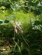 Image of Allium carinatum subsp. pulchellum (G. Don) Bonnier & Layens