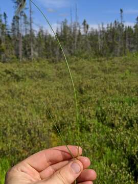 Image of Few-Nerve Cotton-Grass