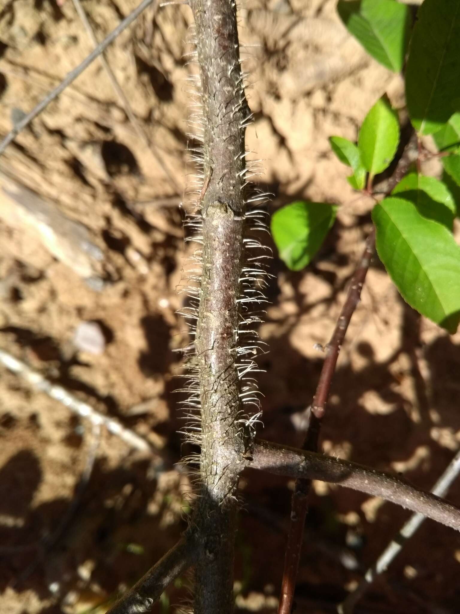 Image of Bristly Locust