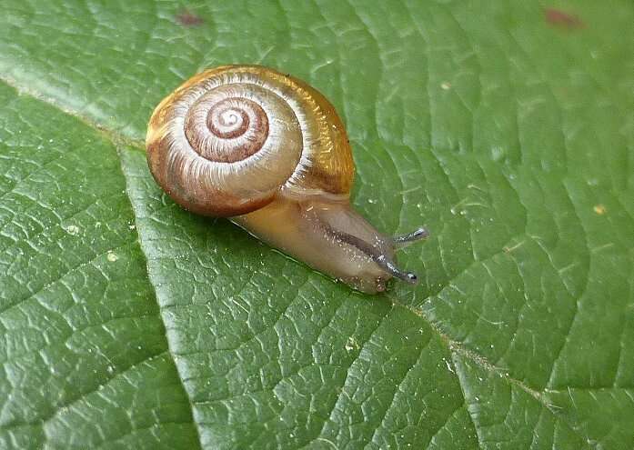 Image of Zenobiellina subrufescens