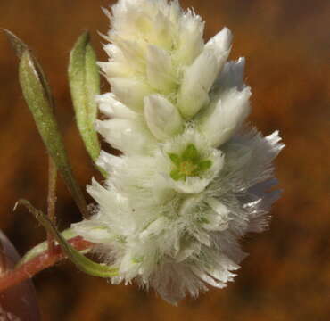 Image of Ptilotus humilis (Nees) F. Müll.