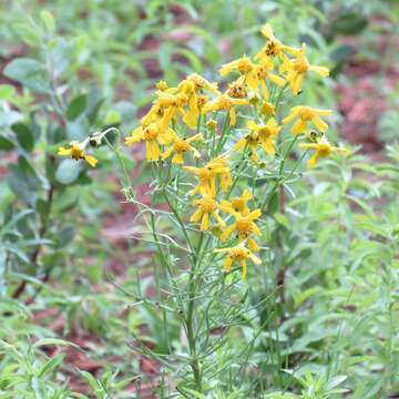 Image of rincon rubberweed