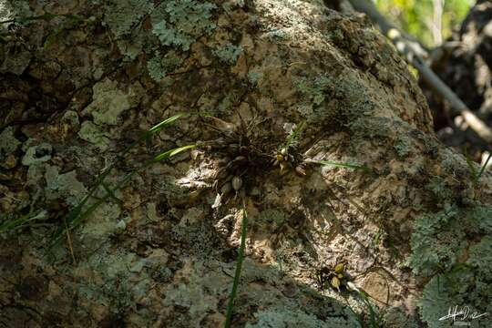 Image of Scaphyglottis livida (Lindl.) Schltr.