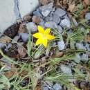 Image of Arizona blue-eyed grass