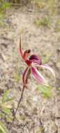 Image of Caladenia strigosa (D. L. Jones) R. J. Bates