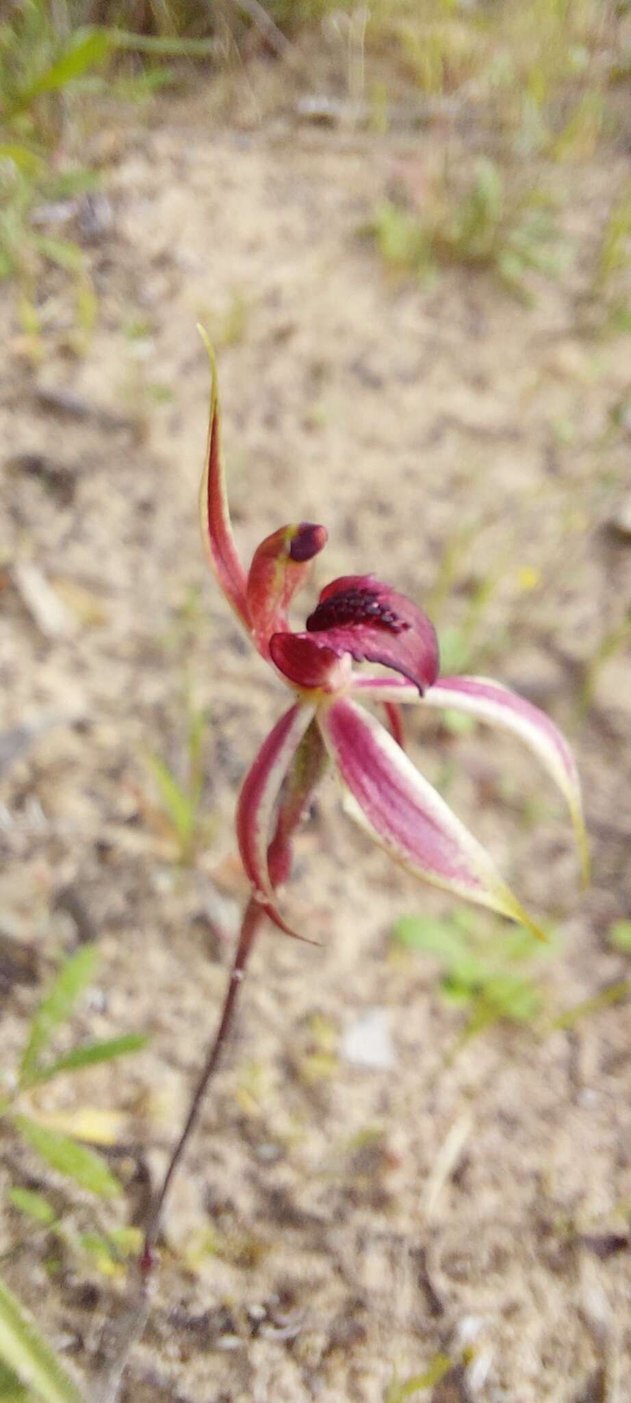 Image of Caladenia strigosa (D. L. Jones) R. J. Bates